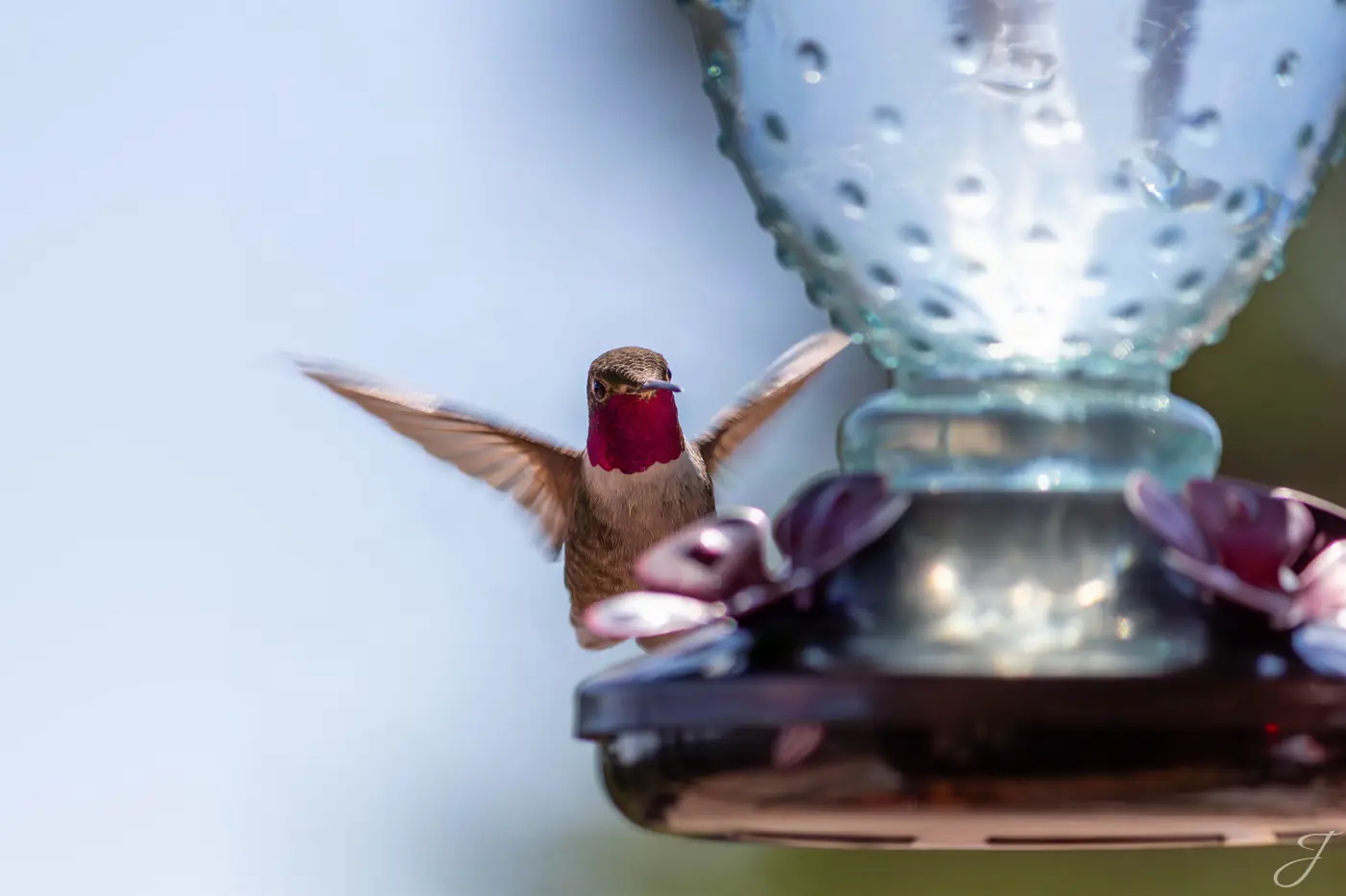 Hummer in Flight