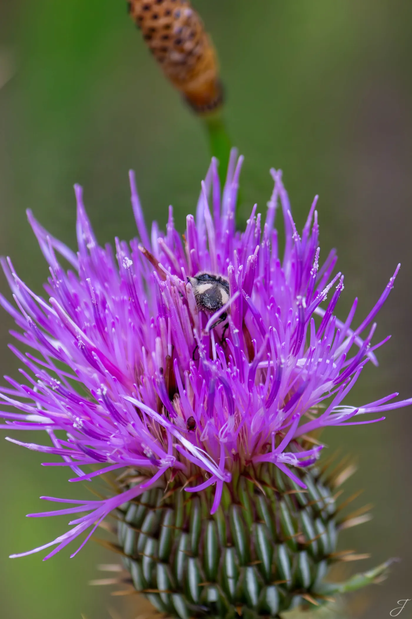 Bumblebee on Flower — New Mexico · Bumblebee