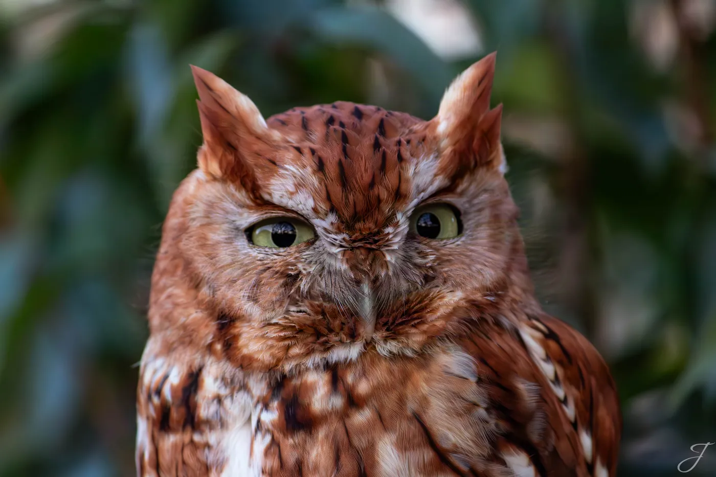 Who? — North Texas · Eastern Screech Owl