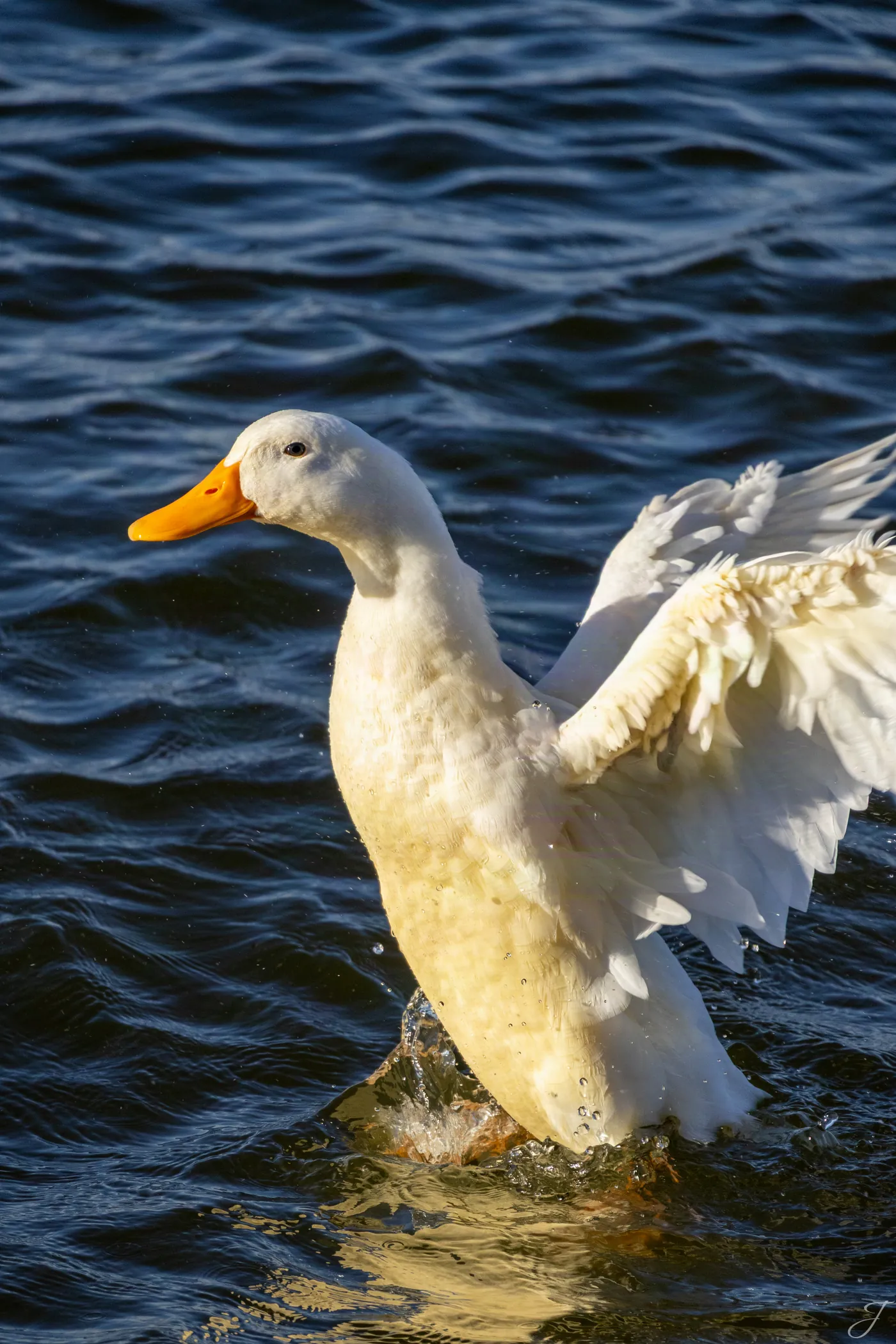 Taking Flight — North Texas · American Pekin Duck